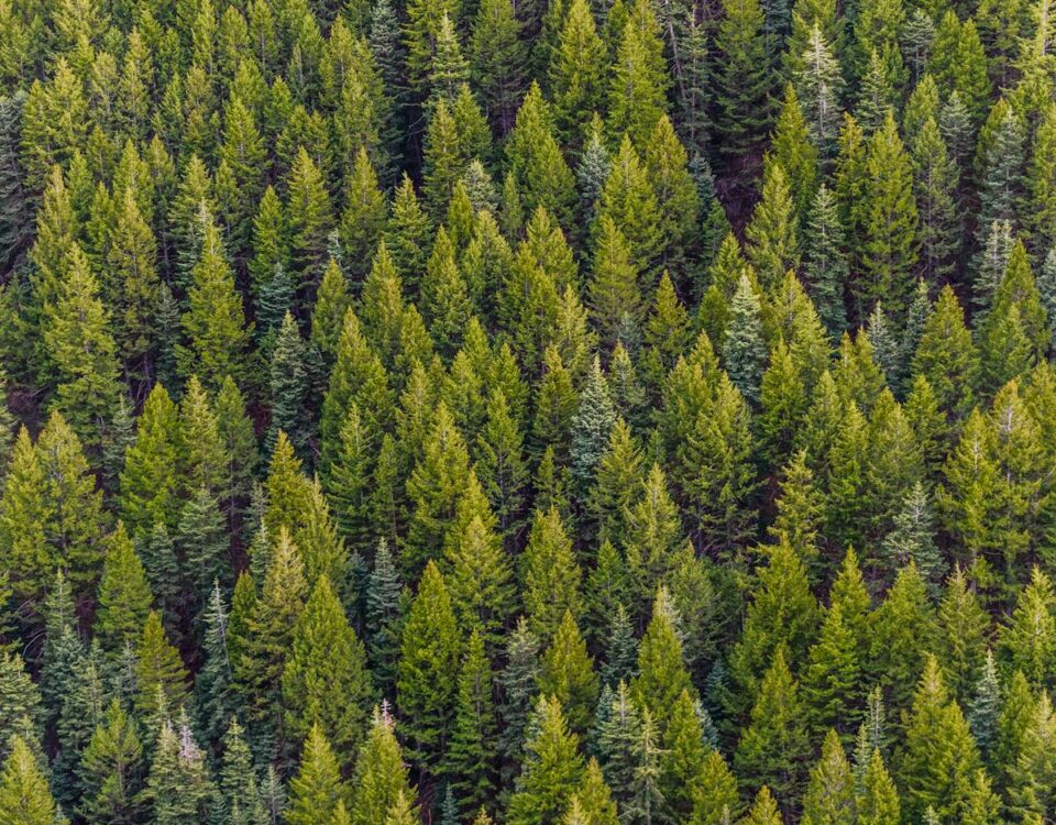 Koningsdag feest Nijmegen - rivier de Waal